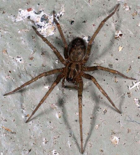 Tegenaria_domestica-f