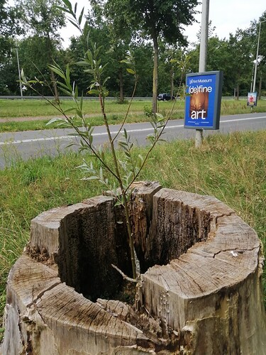 thumbnail_IMG_20250818_111508_resized_20250818_060936441