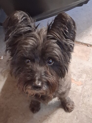 Gustavo