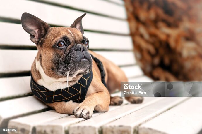 istockphoto-1183052465-1024x1024