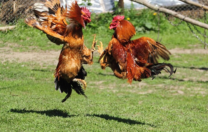 Cockfighting-2422510089