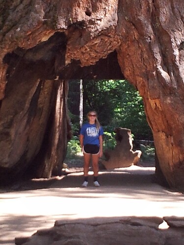 Dip big tree