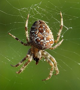 266px-Araneus_diadematus%2C_Livorno_1