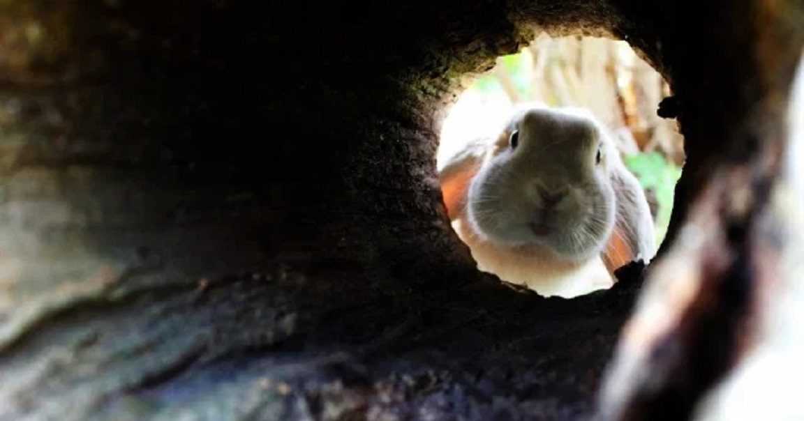 Rabbit hole by deco 27. Кролик из Норы. Кролик выглядывает. Выглядывает из Норы.