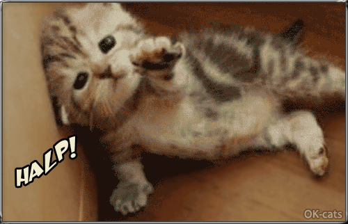 Art Cat GIF with caption • HALP! Zombies are coming I need your help, I am so tiny