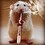 Rat